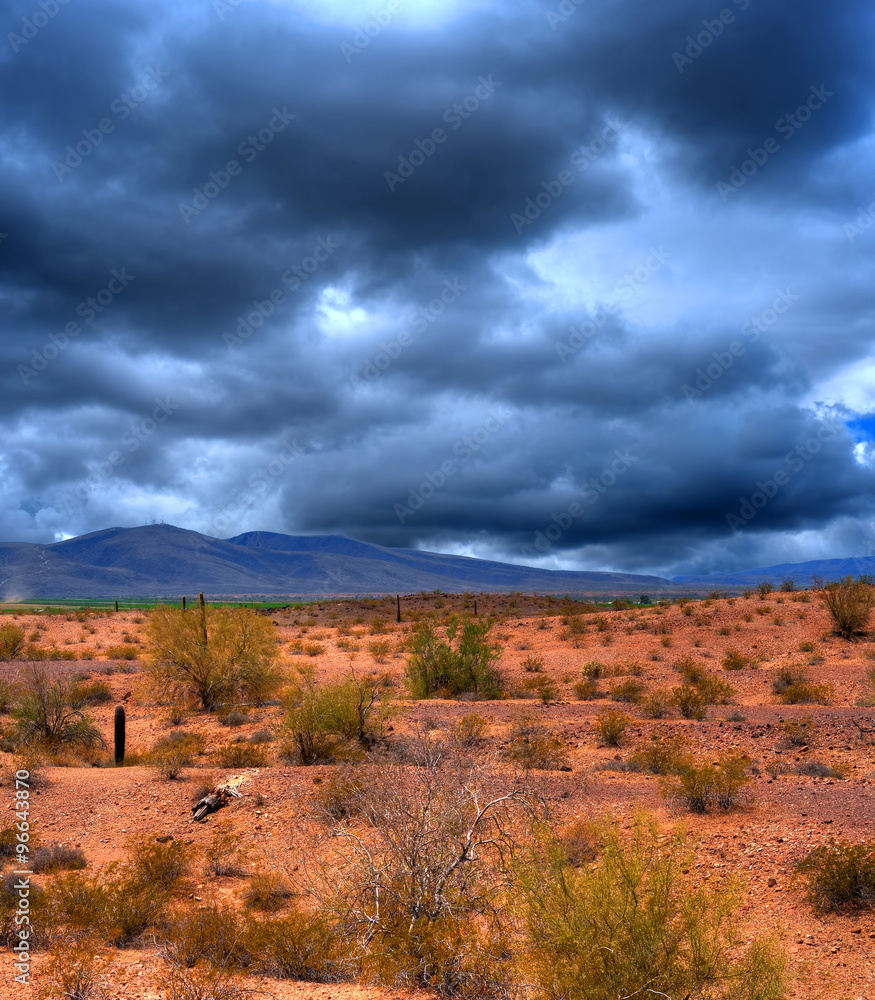 Fototapeta premium Sonora Desert