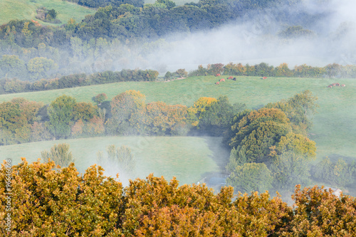 Autumnal Landscape Flooded in Fog with Grazing Cattle