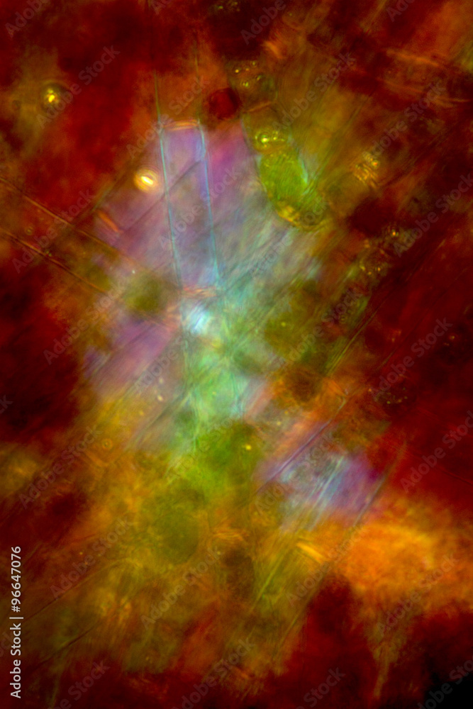 Abstract micrograph of pond algae taken with a polarizing microscope at 100x. Abstract micrograph of pond algae taken with a polarizing microscope at 100x.