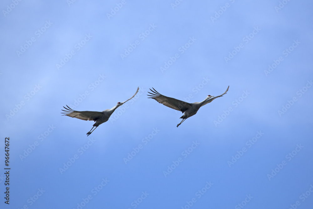 Two sandhill cranes flying over the Gulf of Mexico near St. Petersburg, Florida. Two sandhill cranes flying over the Gulf of Mexico near St. Petersburg, Florida.
