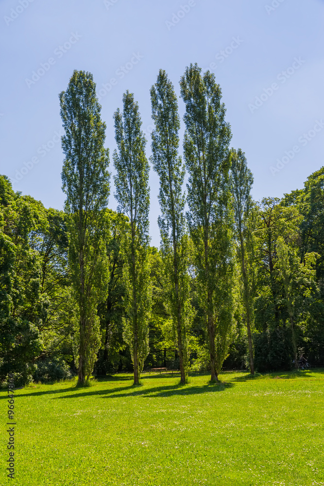 Munich English garden poplar trees