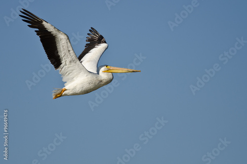 American White Pelican Flying in a Blue Sky © rck