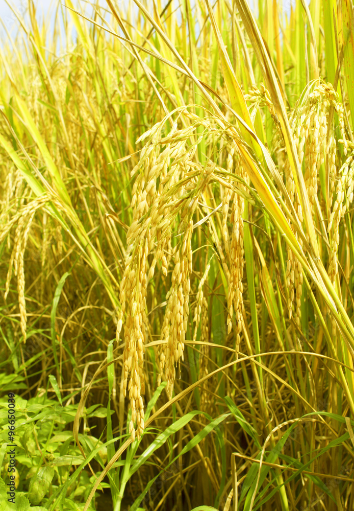 rice rice