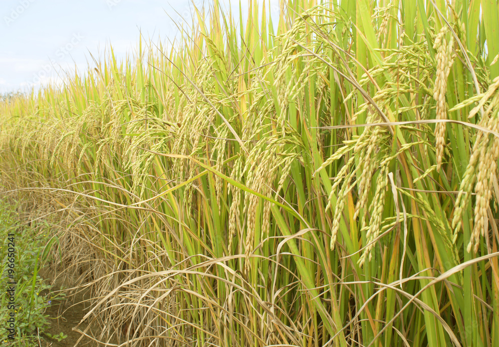 Naklejka premium rice