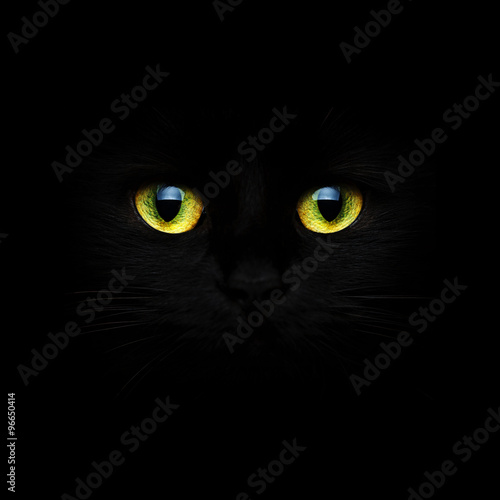 Fototapeta Naklejka Na Ścianę i Meble -  Black cat closeup