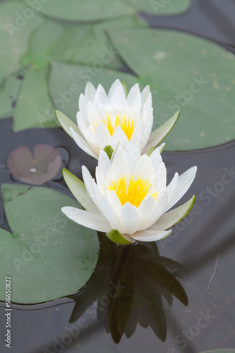 white lotos