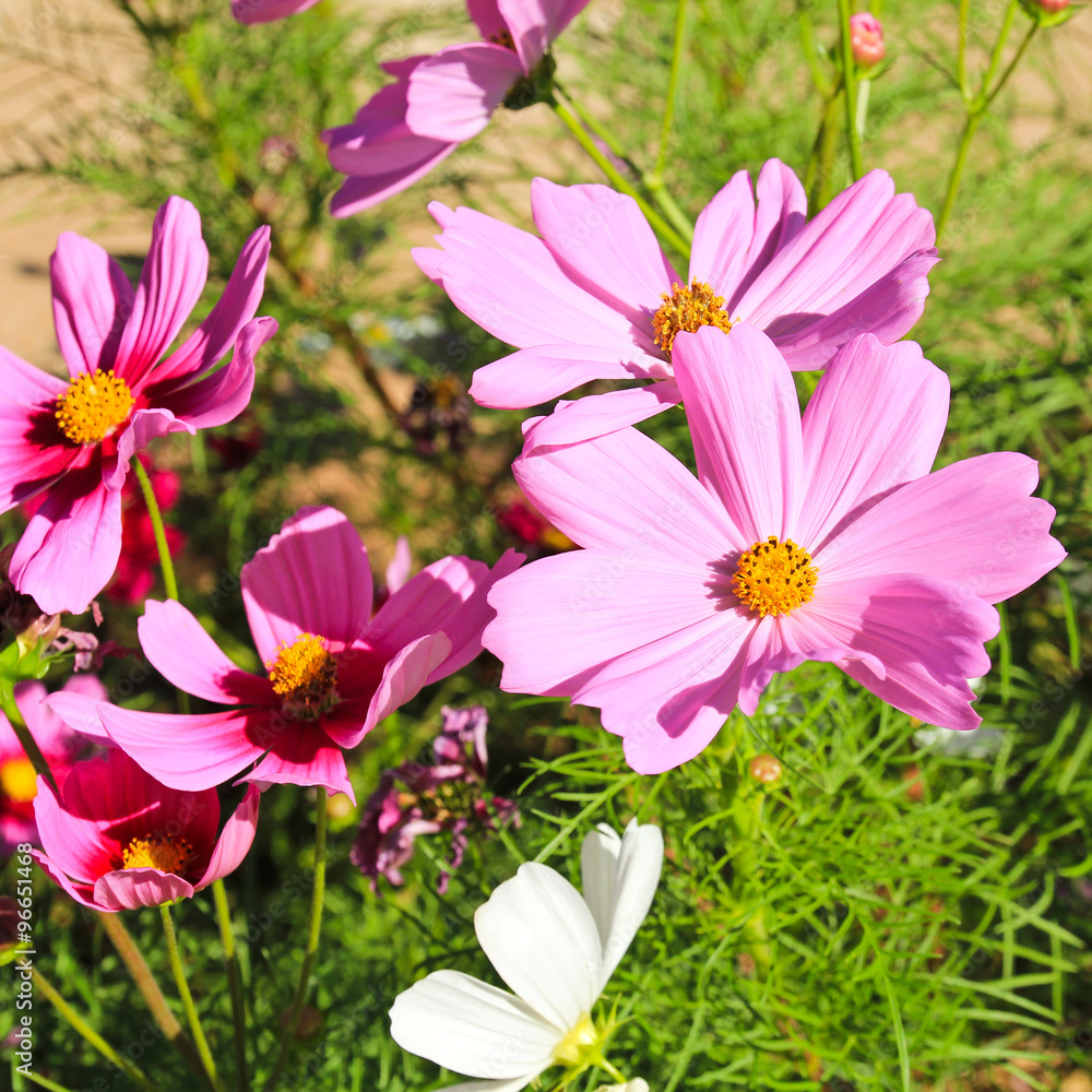 Fototapeta premium Pink daisy flower