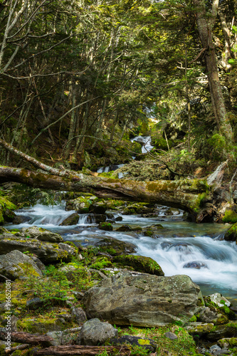 beautiful waterfall in beech forest