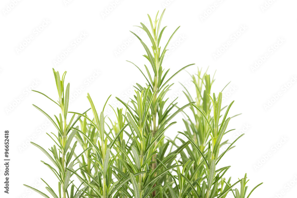 Fototapeta premium Branches of rosemary on a white background