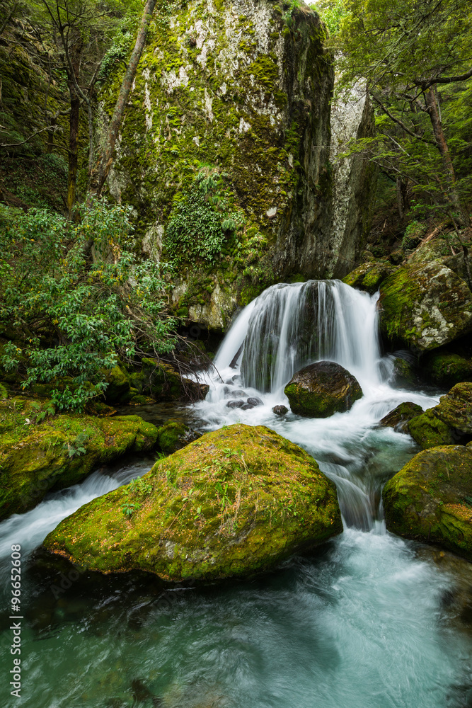 Fototapeta premium waterfall in beech forest