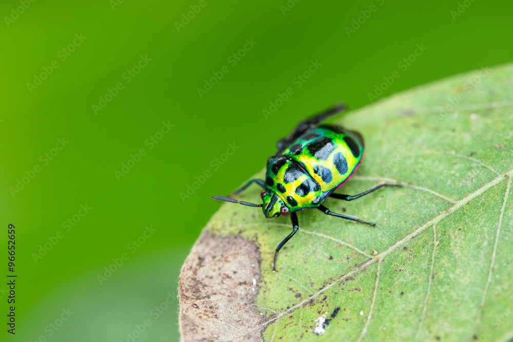 Naklejka premium green ladybug on green left