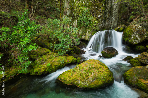 Fototapeta Naklejka Na Ścianę i Meble -  waterfall in beech forest