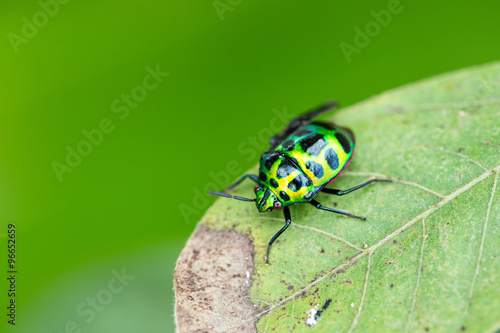 green ladybug on green left