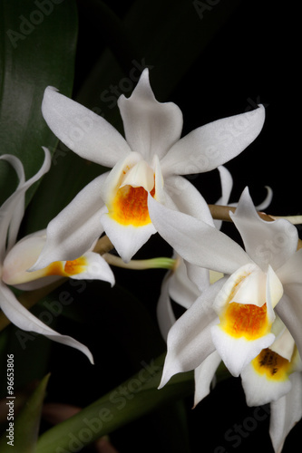 Orchid flower on black (Coelogyne mooreana) photo