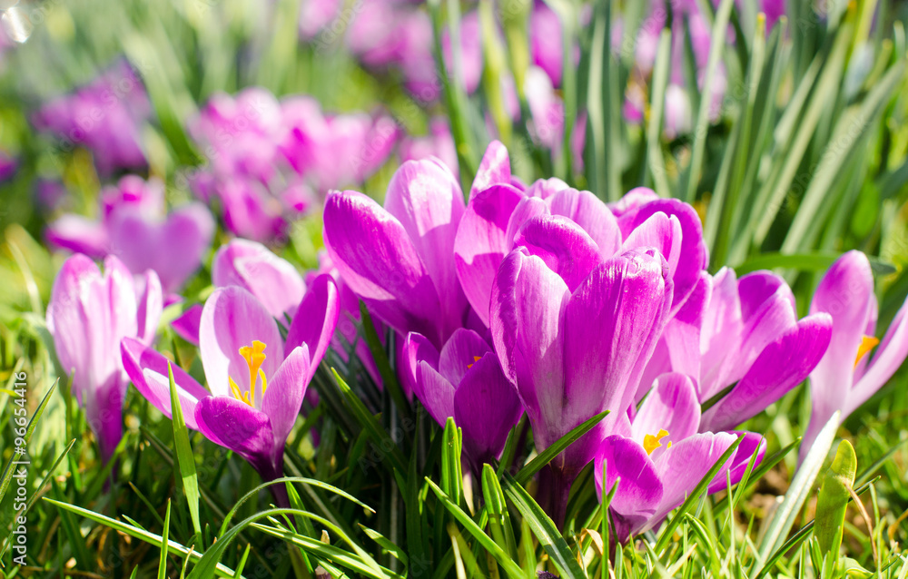 Frühlingserwachen: Wiese mit zarten Krokussen :) Frühlingserwachen: Wiese mit zarten Krokussen :)