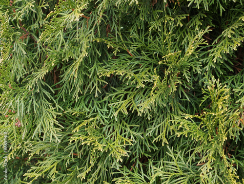 Juniper branches illuminated by the sun.