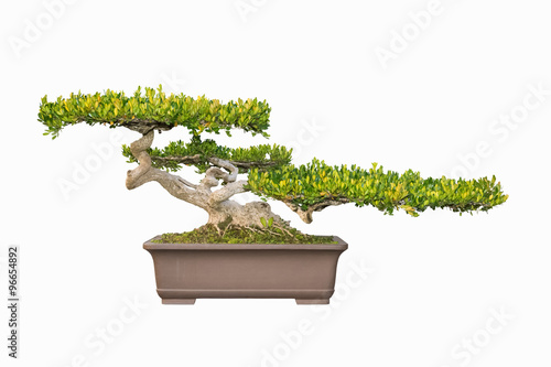 bonsai tree of chinese littelleaf box