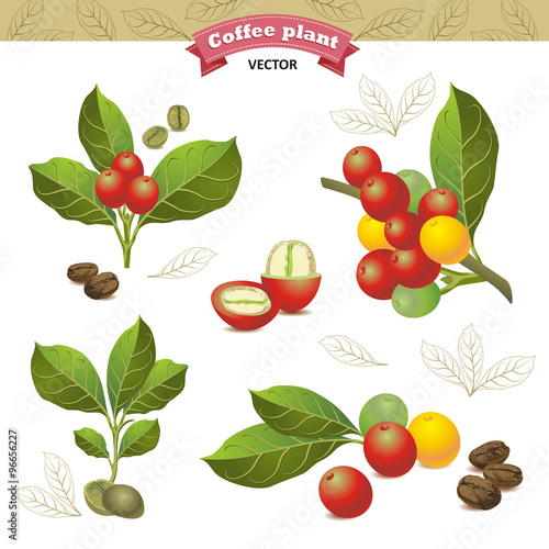 Collection of coffee beans on a branch of coffee tree