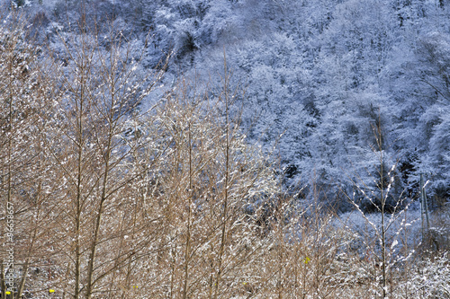 冬枯れの林と雪 © sunnysunny