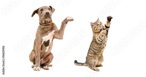 Playful puppy pit bull and cat Scottish Straight 