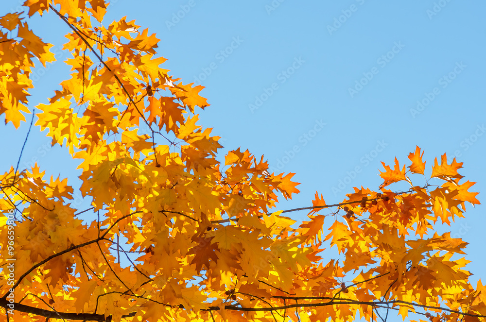 Fototapeta premium Leaves yellow red