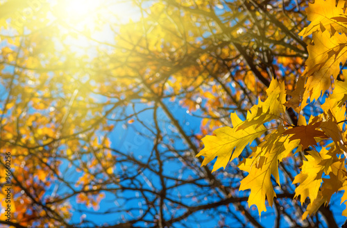 Leaves yellow red