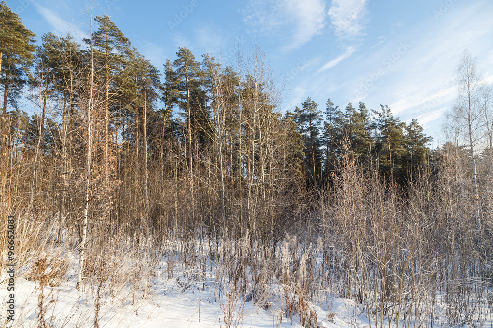 Winter landscape with snow covered forest path Winter landscape with snow covered forest path
