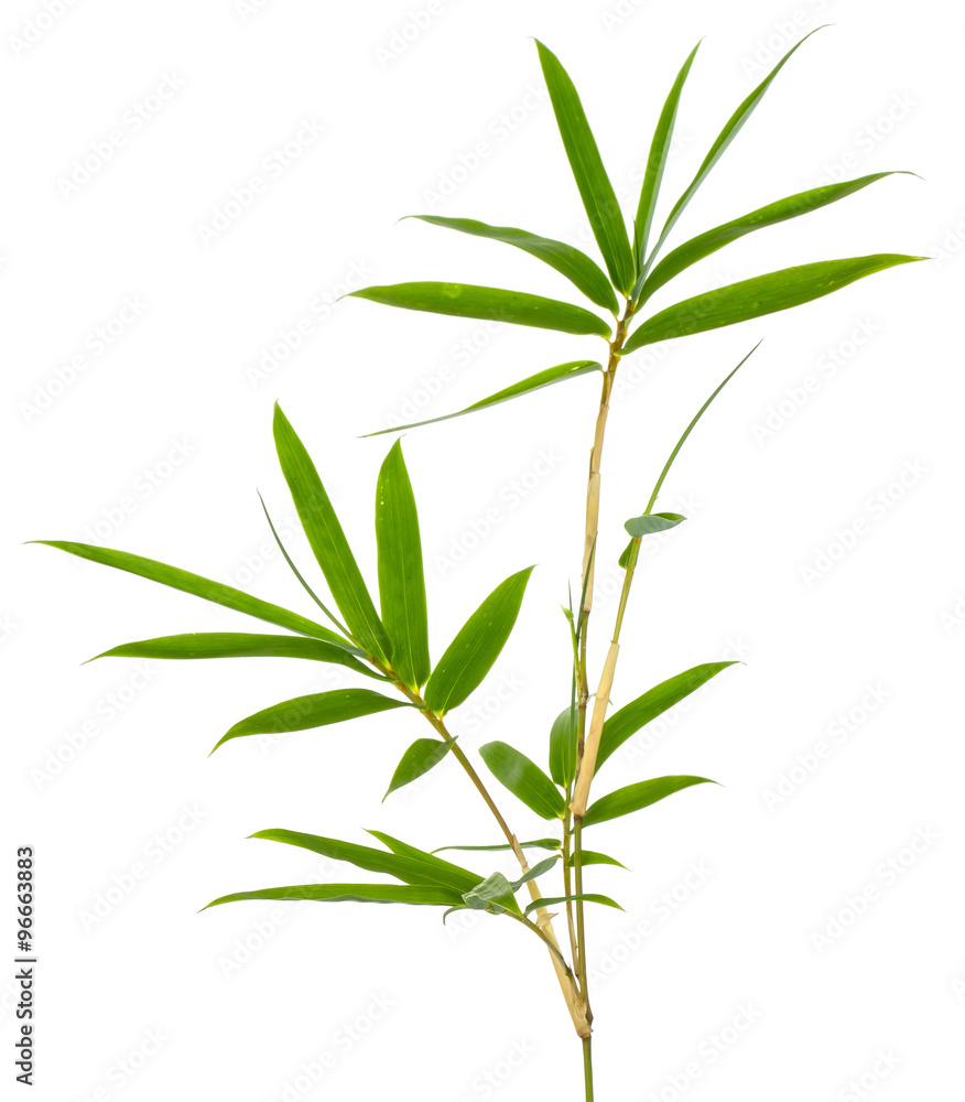 Fototapeta premium tige de bambou vert, fond blanc