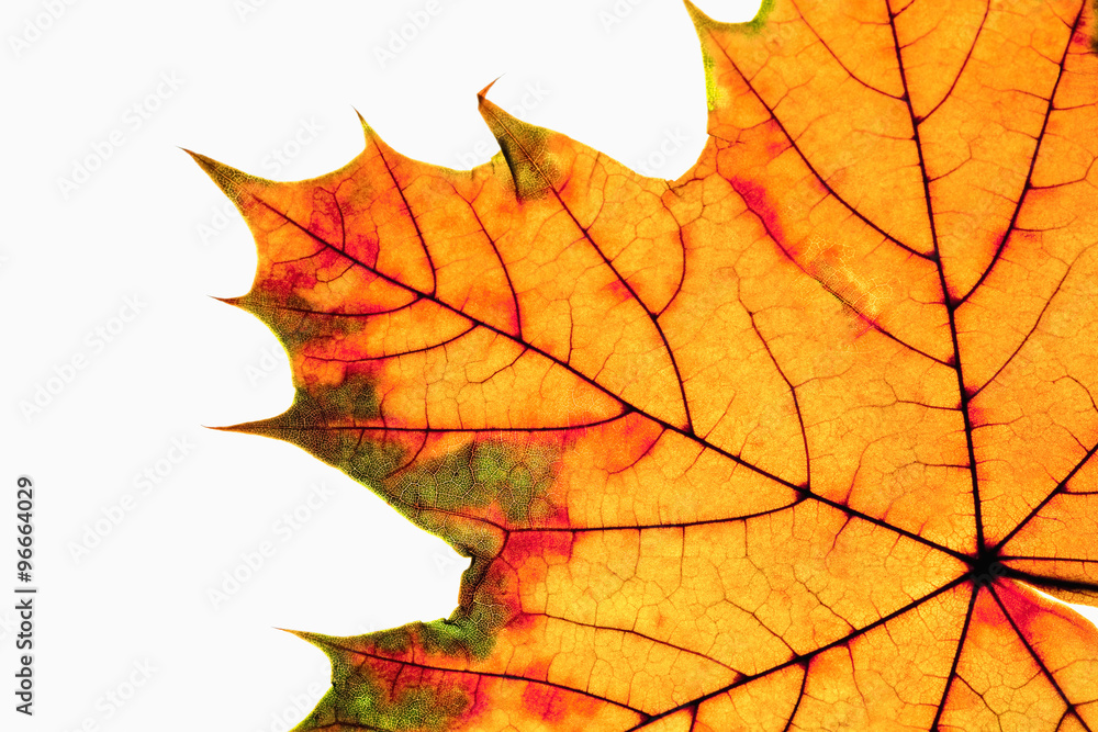 Closeup of Autumn Leaf - Isolated on White Closeup of Autumn Leaf - Isolated on White
