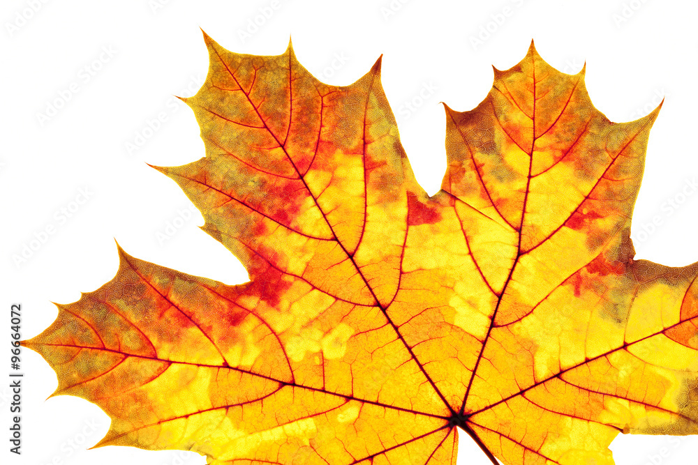 Closeup of Autumn Leaf - Isolated on White