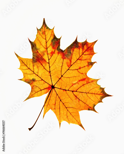 Closeup of Autumn Leaf - Isolated on White