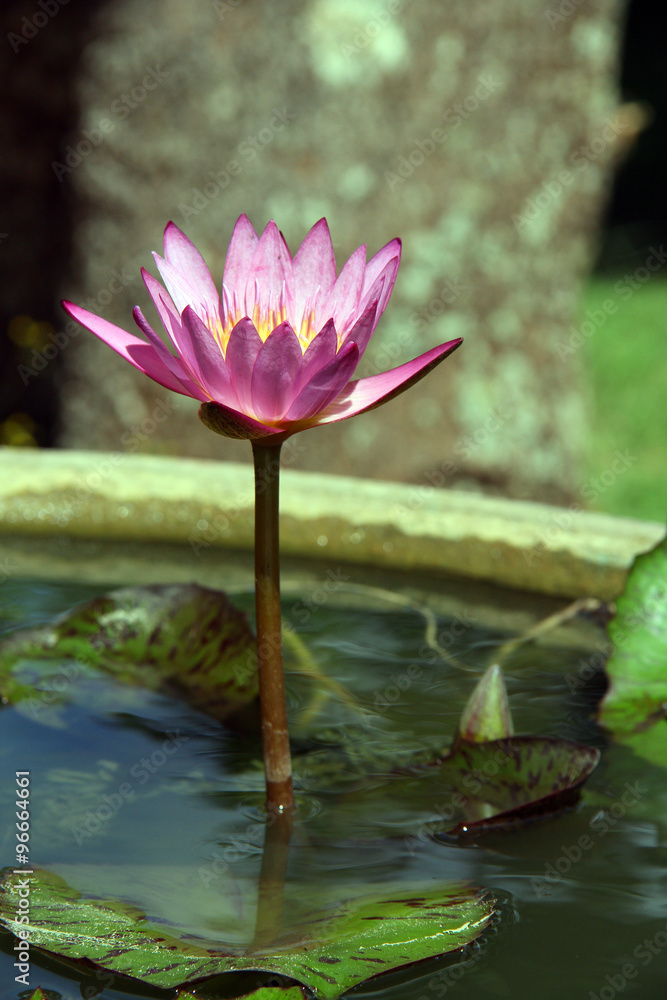 Lotus / A close up picture of lotus Lotus / A close up picture of lotus