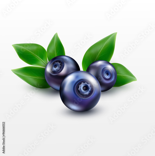 three vector blueberries with green leaves isolated on a white b