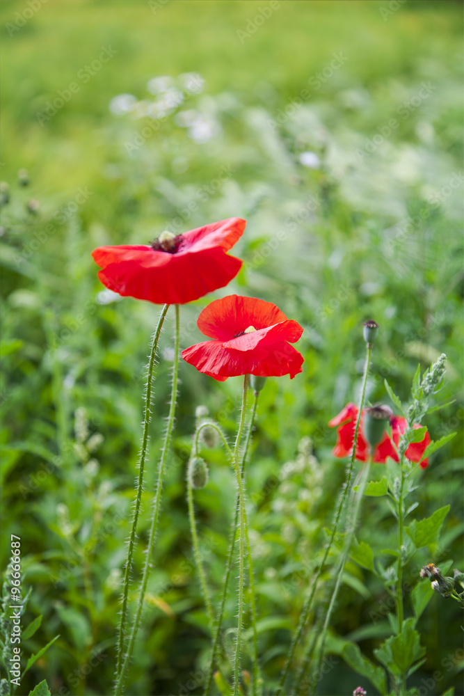 Fototapeta premium Red field poppies