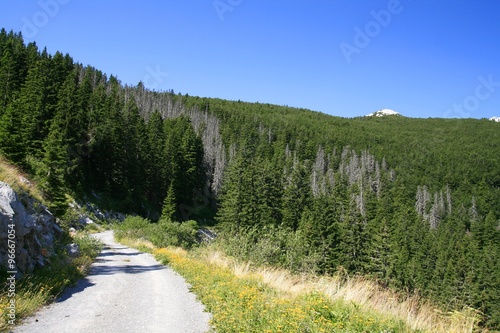 Mountain road through the forest