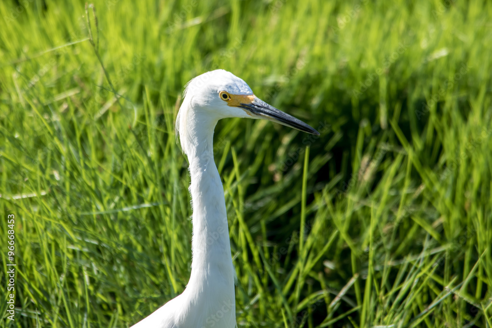 The Snowy Egret is Fishing at Malibu Lagoon The Snowy Egret is Fishing at Malibu Lagoon