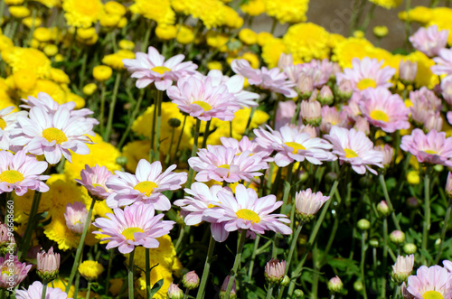 Yellow and Pink Chrysanthemum Flowers in the Garden.