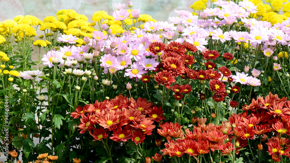 Chrysanthemum Flowers in the Garden. Chrysanthemum Flowers in the Garden.