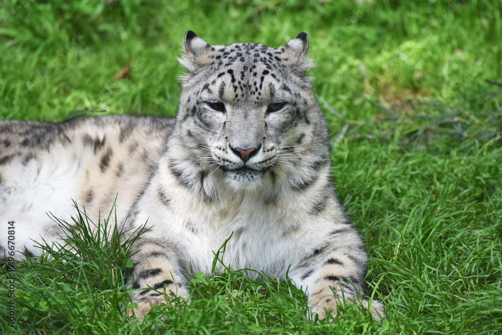 Obraz premium Closeup of the snow leopard in green grass