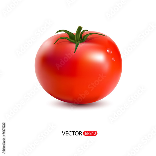 Vector illustration of red tomato.