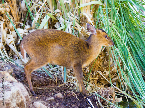 Muntjac (Muntiacus reevesi) photo