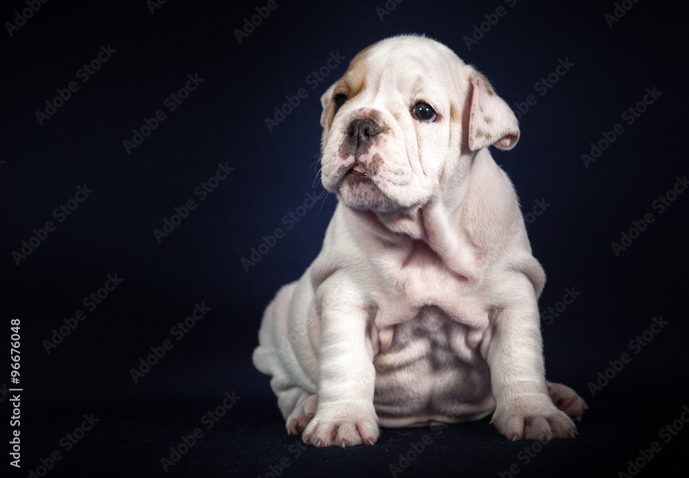 ENGLISH Bulldog puppy on dark background