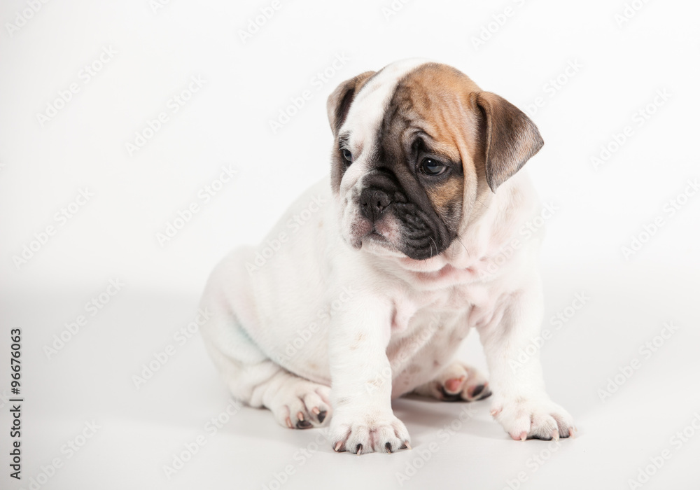 ENGLISH Bulldog puppy on white background