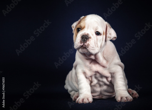 Fototapeta Naklejka Na Ścianę i Meble -  ENGLISH Bulldog puppy on dark background
