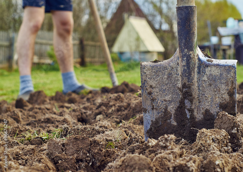 Shovel stuck into the ground against a young man digging the earth to plant potatoes