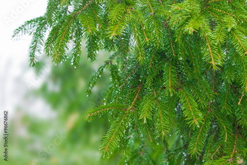 Fotografia Branches fir with drops of a rain closeup