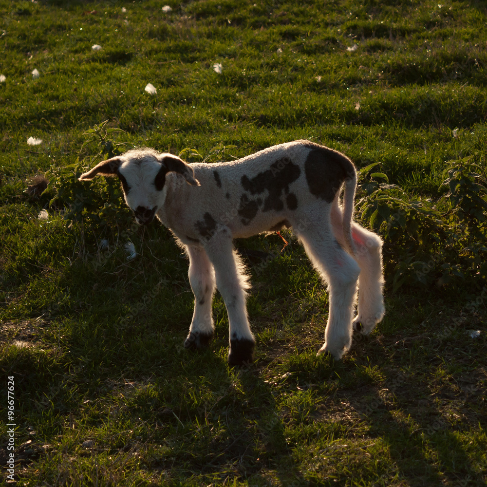 Newborn lamb / Newborn black and white lamb with a part of an umbilical cord hanging, lit from behind. Newborn lamb / Newborn black and white lamb with a part of an umbilical cord hanging, lit from behind.