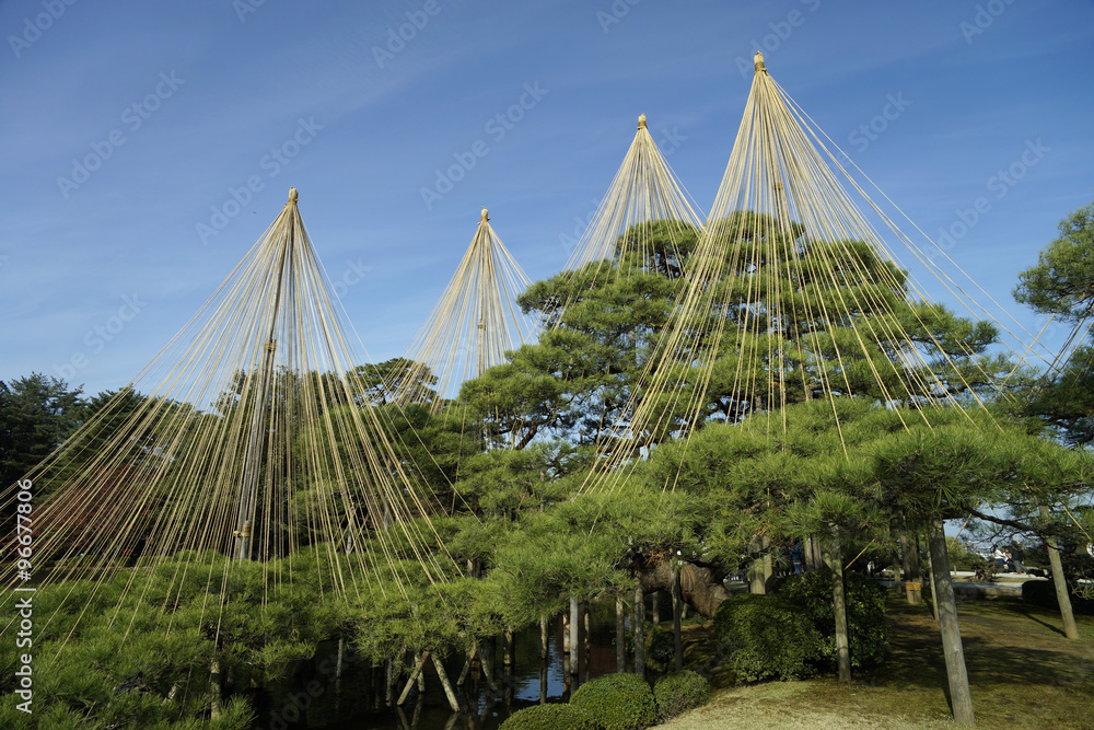 兼六園 雪吊りと紅葉 Stock Photo Adobe Stock