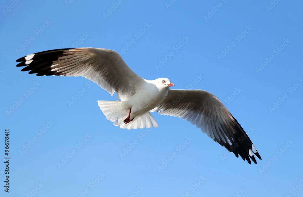 Obraz premium Seagull flying in beautiful sky