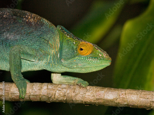 Chameleon sitting on a branch. Madagascar. An excellent illustration. Close-up.